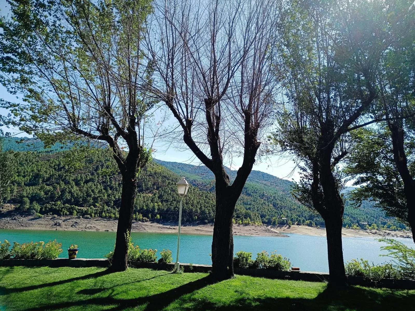 Árboles podados en invierno sobre césped, junto al embalse