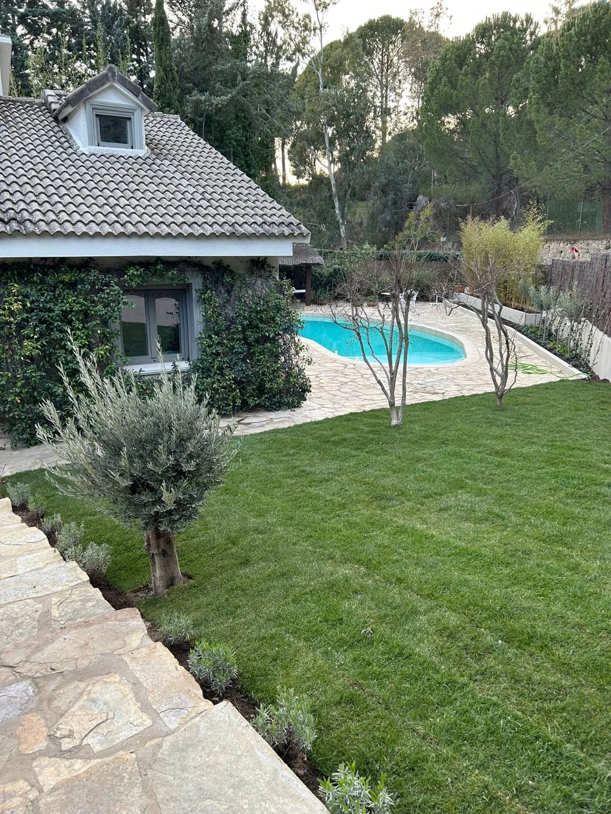 Jardín de chalet con piscina, césped y olivos mantenido por Jardinería Hermanos Baena