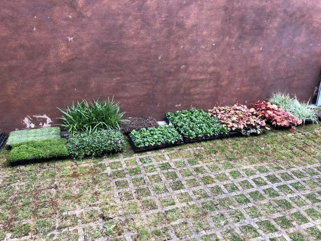 Bandejas de planta preparadas junto al muro antes de plantar