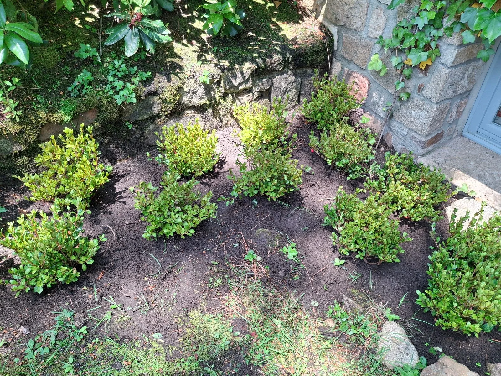 Parterre plantado con arbustos jóvenes sobre tierra trabajada