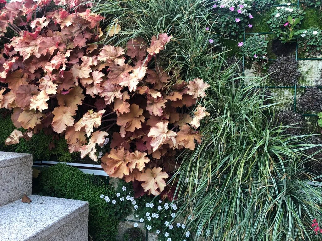 Parterre ornamental con heucheras y gramíneas